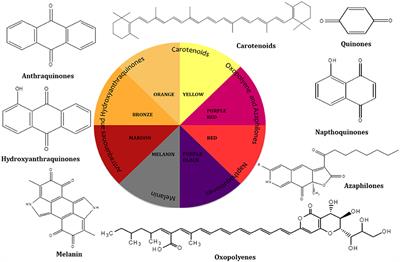 Fungi as a Potential Source of Pigments: Harnessing Filamentous Fungi